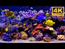 4k aquarium video 4k tv