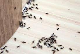 black ants out of your kitchen