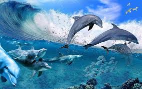 dolphin 1080p 2k 4k 5k hd wallpapers
