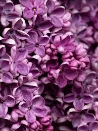 Resultado de imagem para lilac flower