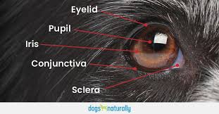 dog eye problems naturally dogs naturally