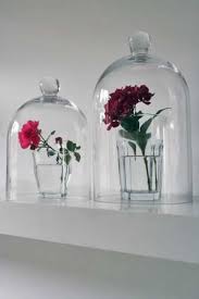 glass display dome cloche bell jar
