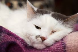 Relieve the pressure a tumour may be putting on surrounding tissues. Acromegaly In Cats Learn The Symptoms Diagnosis And Treatment Catster