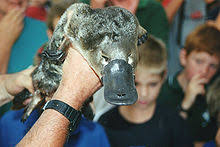 Platypus Wikipedia