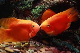 kissing fish images browse 14 610