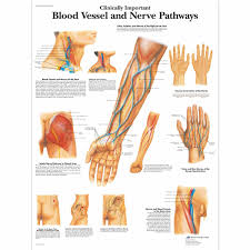 Clinically Important Blood Vessel And Nerve Pathways Chart