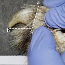 keratinous claw sheath of tiger claw