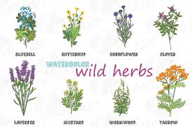 Wild Herbs Clip Art Pack Watercolor Herbs Chart Vector