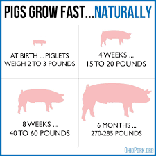 Pigs Grow Fast Naturally A Hog Can Be Full Grown At 5 6