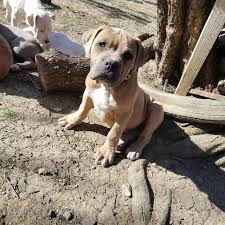 We did not find results for: Best Pitbull Puppy For Sale In Durant Oklahoma For 2021