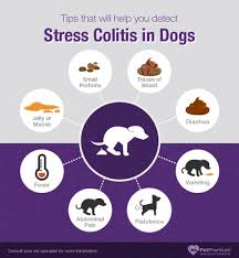 Bristol Stool Chart Reveals Health Perspicuous Dog 5 On