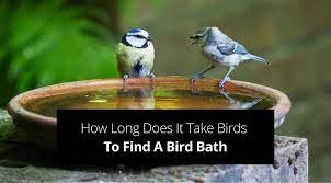 Take Birds To Find A Bird Bath