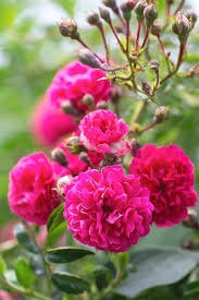 Premium Photo Rose Bush Pink Roses In