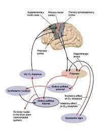clinical motor and cognitive