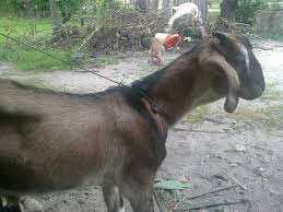 Jamnapari Goat Wikipedia