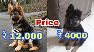 Purebred german shepherd puppies females only (potty & crate trained) $0 (sfo) pic hide this posting restore restore this posting. German Shepherd Price Difference Youtube