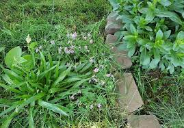 Get Rid Of Grass In Flower Beds
