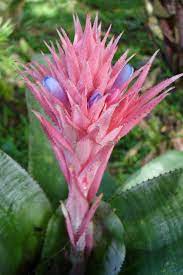 Aechmea - Wikipedia