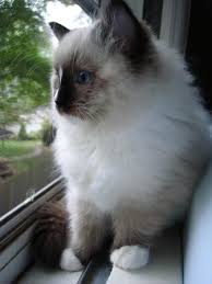 Ann baker, the original breeder of ragdoll cats, trademarked the breed name and started her own formal breed association. Ragdoll Kittens For Sale Craigslist Petfinder