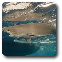 Learn About All The Different Types Of Sharks Here Shark Sider