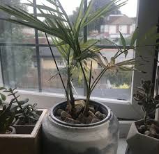 Uk S Best Indoor Plant Pots For The
