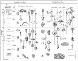 Geologic Time Chart Crinoid Fossil Rock Identification