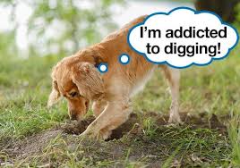 stop your dog from digging up your yard