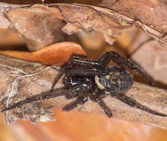 spider species in the uk okil