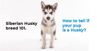 Husky Characteristics How To Tell That Your Dog Is A