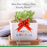 What does a plant symbolize as a gift?
