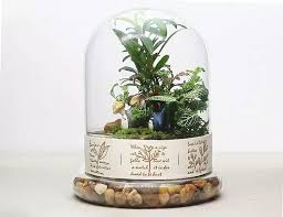 1set Glass Vase Hanging Terrarium