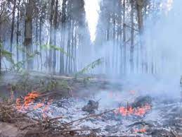 Feux de forêt : incendie en cours à Vert, dans les Landes