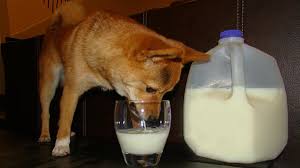 Image result for milk and dairy and dogs
