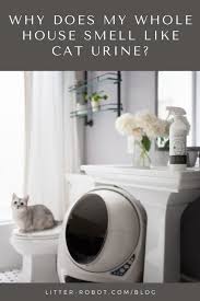 how to get rid of cat urine smell from