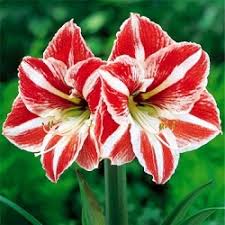 amaryllis lily dutch flower bulbs