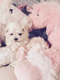 See more ideas about puppies, maltese, maltese puppy. Maltese Puppies For Sale Seattle Wa 187383 Petzlover