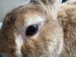 ウサギ専門医に聞く(2)結膜炎 うつるの？自然治癒する？ 目をこする子への対応 - うさぎタイムズ｜うさぎの飼い方から飼育便利グッズ専門サイト