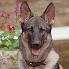 We strive to select the perfect we have continuous service after the sale of our dogs. Puppyfind German Shepherd Dog Puppies For Sale