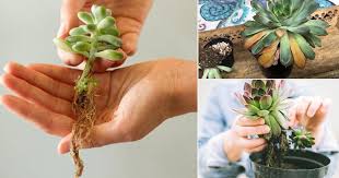 how to save an overwatered succulent