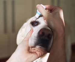 eye drops for dogs whole dog journal