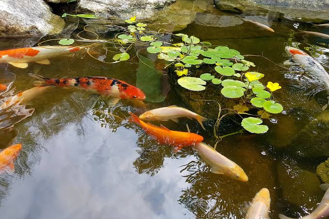 Pond aquatic habitat