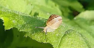 snail slime composition