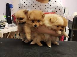 teacup pomeranian in indianapolis for