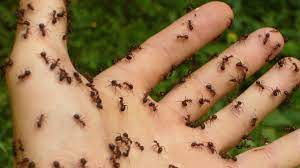 Tipps und mittel gegen ameisen. Ameisen Bekampfen Naturliche Hausmittel Fur Garten Und Wohnung Utopia De