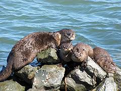North American River Otter Wikipedia
