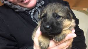 Our german shepherd dog kennel is located in bangalore, karnataka. German Shepherd Puppies For Sale In Erie Pa Dogs Breeds And Everything About Our Best Friends