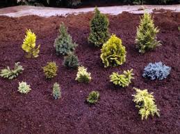 Landscape Ideas With Conifers