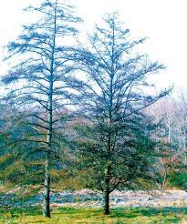 tamarack a diffe kind of pine tree