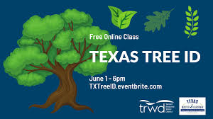 Maybe you would like to learn more about one of these? Texas Tree Identification Save Tarrant Water