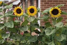Plant And Grow Sensational Sunflowers